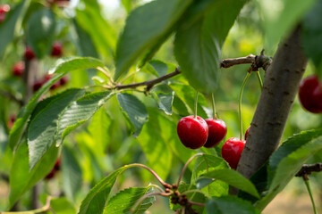 Picking cherries in an organic orchard.