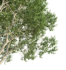 Notholithocarpus densiflorus Tree under view 4k png cutout isolate