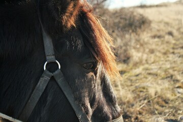 Horse in a field
