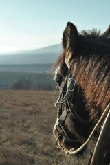 Portrait of a horse