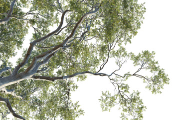 Quercus agrifolia Tree under view 4k png cutout