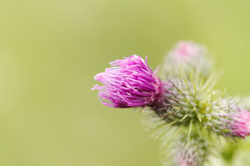 close up thistle blossom, buds of a thistle, pink thistle blossom, green background, blossom opens...