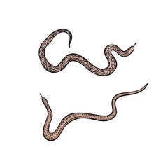 Two snakes in pink. Illustrations drawn by hand.