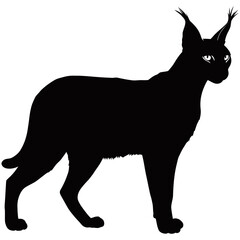 Caracal silhouette, A striking silhouette of a caracal, showcasing its distinctive features with artistic precision and bold contrast.