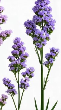 Three sprigs of purple statice flowers with green stems arranged against a white background, botanical illustration, studio shot