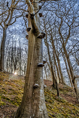 Forest Landscape with Tree Fungi and Sunlight Through Bare Winter Branches