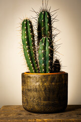 Three striking green cacti in a decorative golden planter, elegantly placed on a textured wooden...