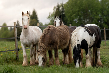 The portrait of elegant horses in nature, fine art photography