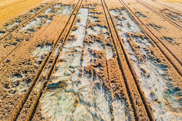 Top view of a grain field in the Taunus Mountains, flattened by a storm