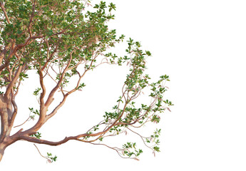 Arbutus menziesii Tree corner 4k png cutout