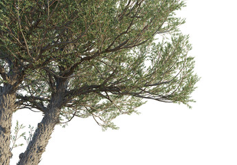 Juniperus scopulorum Tree corner 4k png cutout
