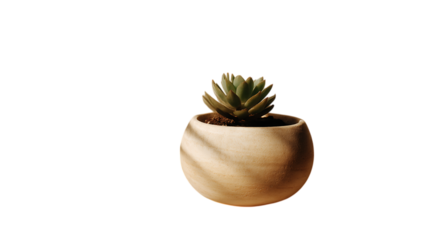 Potted succulent in minimal round pot natural light reflection isolated on transparent background 