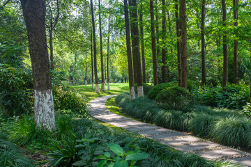Green forest trail under the sun