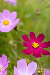 Obraz premium Field of Pink and Purple Cosmos Flowers in Full Bloom