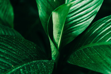 vibrant rolled green hosta leaves perfect as one colour wallpaper or background 