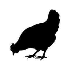 Chicken silhouette or hen silhouette grazing side view