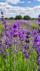 Obraz premium Blooming lavender field. Bushes of blooming lavender in the open air. Vertical photo.