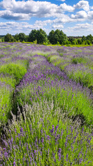 Obraz premium Blooming lavender field. Bushes of blooming lavender in the open air. Vertical photo.