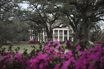 An old Louisiana plantation house stands solemn next to looming oaks, their twisted branches...
