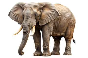 Fototapeta premium elephant isolated on white