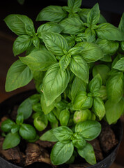 Vibrant green basil leaves thriving in a dark pot against a rich backdrop filled with earthy...