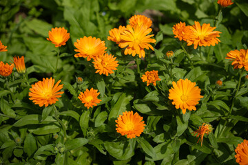 Vibrant orange blooms dance in sunlight amidst lush greenery in a serene garden setting on a bright spring day