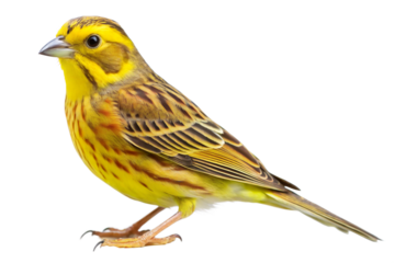 Yellowhammer bird 