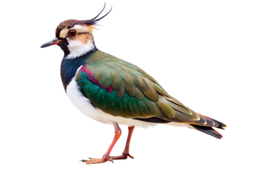 common pheasant male