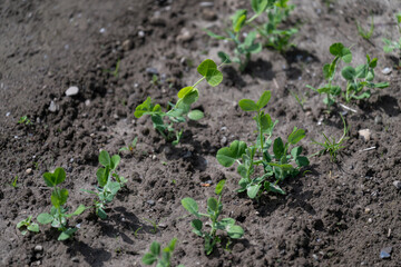 Young growing green pea plant rooted in soil. 

