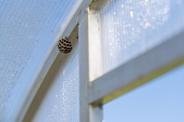 Abandoned small wasp nest on a structure inside a plastic greenhouse. 
