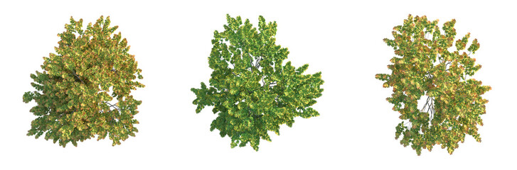 Acer campestre Tree plan top view 4k cutout