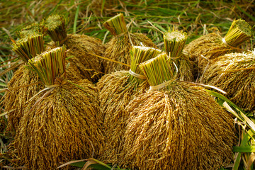 Close up image of rice