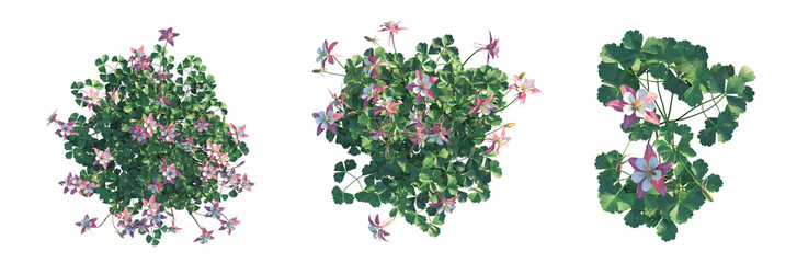 Aquilegia coerulea Tree plan top view 4k cutout isolate © DH Tree Stock
