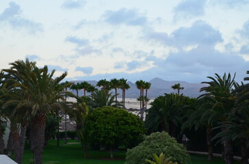 palm trees on the beach