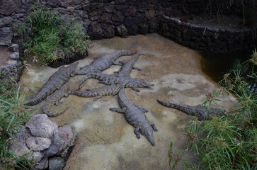 Crocodiles in a natural zoo park