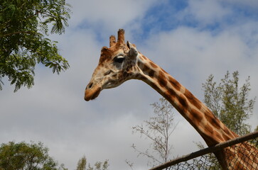 A giraffe in a park in the island