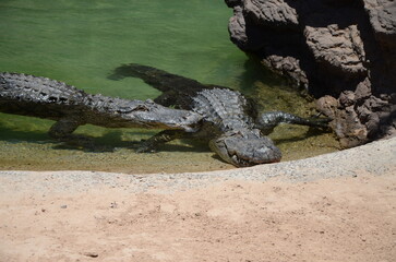 Crocodiles in a natural zoo park
