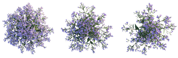 Aster ageratoides Asran Tree plan top view 4k cutout © DH Tree Stock