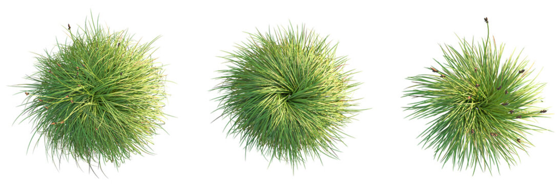 Carex caryophyllea Tree plan top view 4k cutout