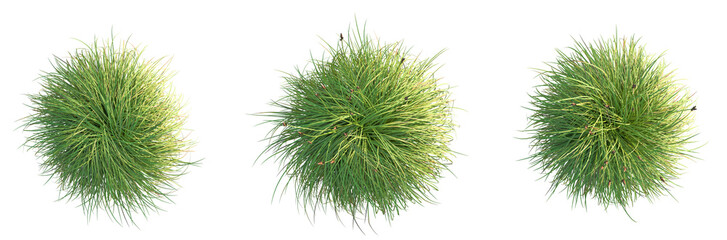 Carex caryophyllea Tree plan top view 4k cutout isolate © DH Tree Stock