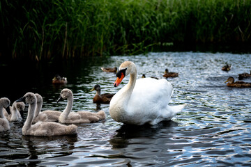 family of swans