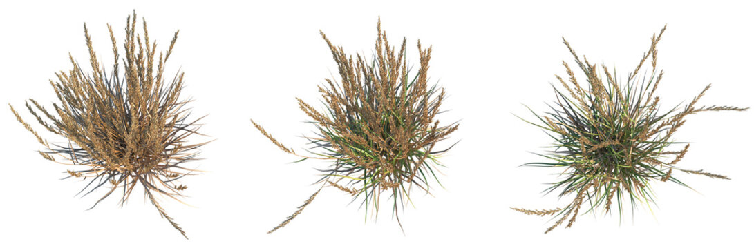 Calamagrostis x acutiflora karl foerste Tree plan top view 4k cutout isolate