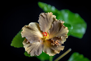 Beautiful home decorative flower on a black background.. Close-up. Soft focus