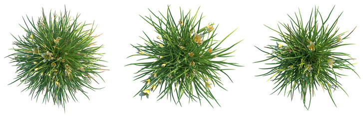 Hemerocallis everydaylily Cream Tree plan top view 4k cutout isolate