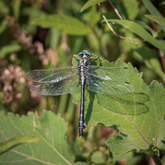 A dragonfly basks in the sun on a green leaf. Close-up