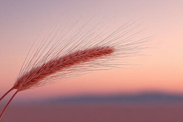 Obraz premium solitary wheat ear against soft sunset sky featuring gentle gradient hues