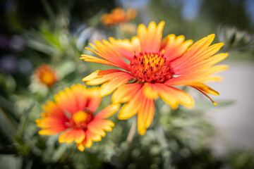 A bright orange flower. Close-up. Very soft focus