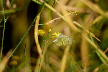 White butterfly on a rapeseed flower