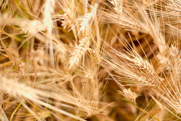 golden barley field in summer