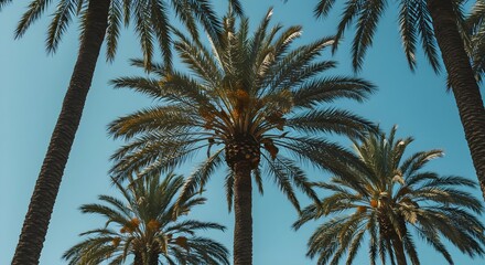 Obraz premium Palm tree, Palm trees, Tropical, Palm Trees Against a Blue Sky